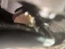 as11778154421sd4.jpeg